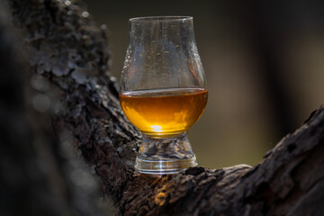 Traditional Single malt Scotch whiskey in the Glencairn glass in selective focus.