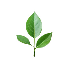 Fototapeta premium Isolated green leaf on transparent background with copy space and clipping path