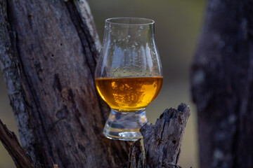 Traditional Single malt Scotch whiskey in the Glencairn glass in selective focus.