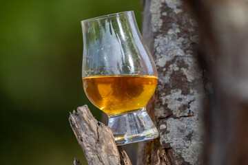 Traditional Single malt Scotch whiskey in the Glencairn glass in selective focus.