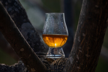 Single malt Scotch whiskey in the Glencairn glass in selective focus.