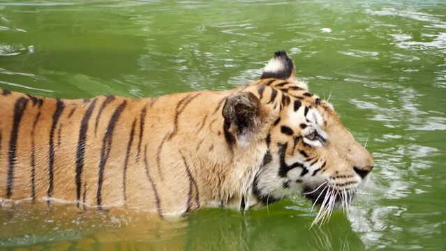 A tiger swimming in the water, immersed in a pond