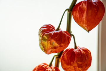 窓辺に置かれたほおずき