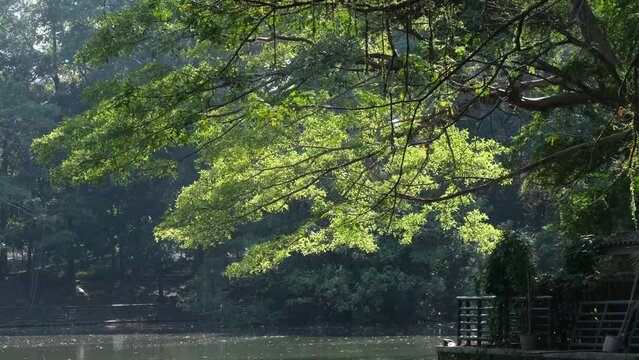 tree branches jutted beside a calm lake in the morning