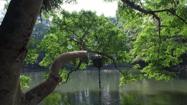 Old tree branches jutted on a calm lake
