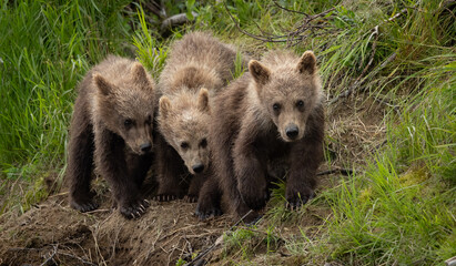 Brown Bear Cubs in Katmai Alaska © Harry Collins