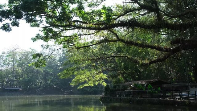 Tree branches jutted beside a calm lake