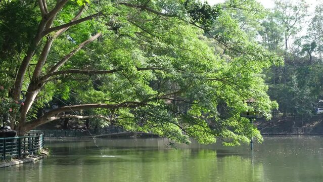 Trees jutted beside a calm lake