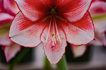 Macro photography close-up of flowers - petals and stamens of vermilion