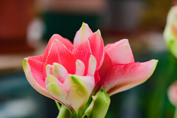 Macro photography close-up of flowers - petals and stamens of vermilion