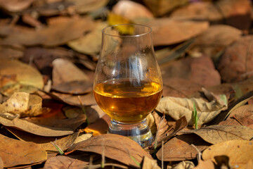 Single malt Scotch whiskey in the Glencairn glass in selective focus.