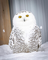 Snowy owl portrait 