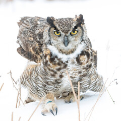 Great horned owl