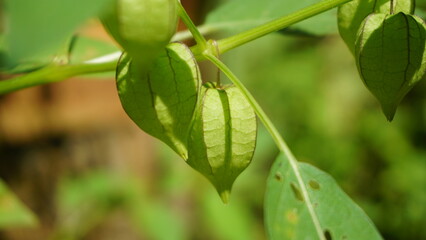 iplukan is a wild plant whose fruit can be eaten and can be used as an alternative medicine