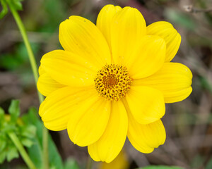 Daisy Closeup Blossom