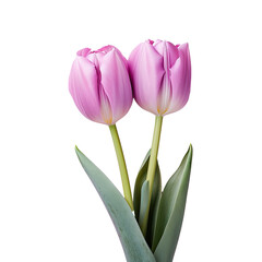 Fototapeta premium Tulips isolated on transparent background