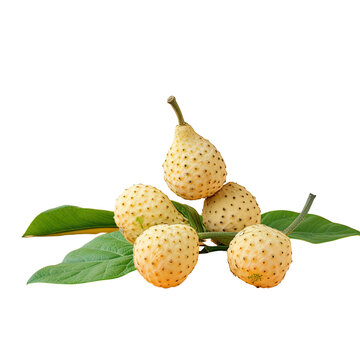 Gurmar or Perrpioca found in northern Thailand on transparent background is a regional vegetable