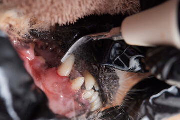 Veterinary stomatology: Cleaning teeth from plaque and stone in a 9 year old poodle Intubated under...