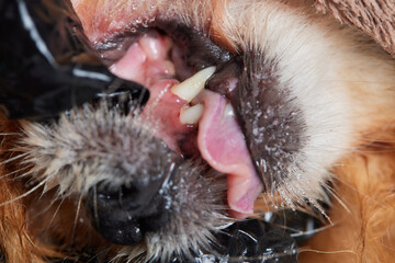 Veterinary stomatology: Cleaning teeth from plaque and stone in a 9 year old poodle Intubated under...