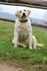 golden retriever in the grass