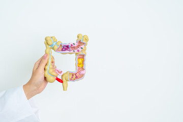 Doctor with human Colon anatomy model. Colonic disease, Large Intestine, Colorectal cancer,...