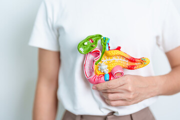 Woman holding human Pancreatitis anatomy model with Pancreas, Gallbladder, Bile Duct, Duodenum,...