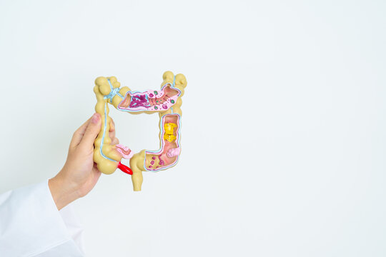 Doctor with human Colon anatomy model. Colonic disease, Large Intestine, Colorectal cancer, Ulcerative colitis, Diverticulitis, Irritable bowel syndrome, Digestive system and Health concept