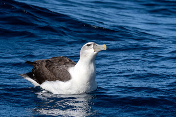 White-capped Mollymawk Albatross (Thalassarche cauta) seabird sitting on ocean with waves....