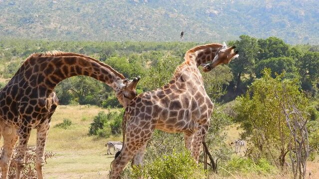 Playful giraffe smelling companion, static shot. Kruger National park