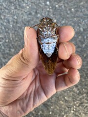 アブラゼミの雄（腹側）