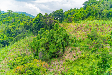 Fototapeta na wymiar Rainforest. Hills near Nha Trang in Vietnam.