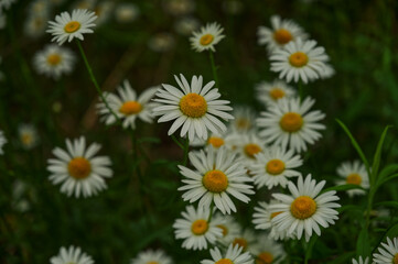 Fototapeta premium Daisy Flowers