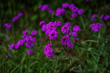 Purple Flowers in the Field