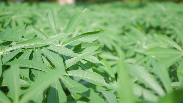 cassava leaves blowing in the wind on the plantation. Agricultural industrial cultivation of cassava.