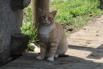Obraz premium cat in the garden