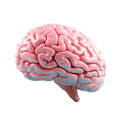 Lateral view of the human brain