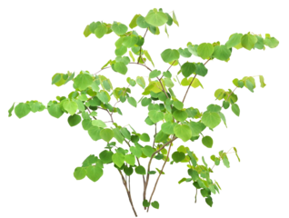 マルバノキ　4月撮影　樹高約94cm