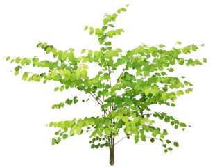 カツラ　5月撮影　樹高約160cm