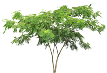 ネムノキ　9月撮影　樹高約260cm