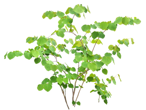 マルバノキ　4月撮影　樹高約94cm