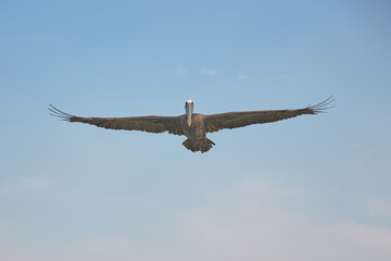 Beautiful pelican flying, a front view of the splendid bird.