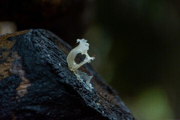 Auricularia auricula judae