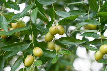 jujube fruits on a tree on a background of green leaves