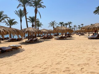 beach with palm trees