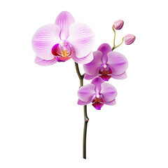 Lonely purple flower on transparent background