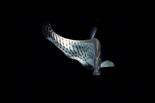 ナイフフィッシュ　ロイヤルナイフフィッシュ　黒バック