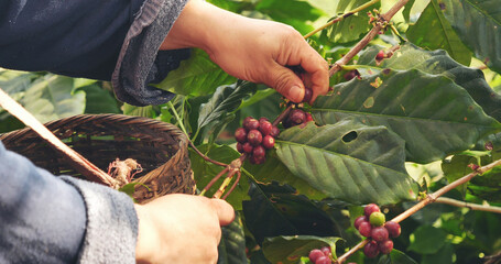 Close up hands harvest red seed in basket robusta arabica plant farm. Coffee plant farm woman Hands harvest raw coffee beans. Ripe Red berries plant fresh seed coffee tree growth in green eco farm