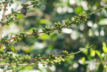 Green coffee bean berry plant fresh raw seed coffee tree growth in eco organic farm. Close up Green seed berries harvest arabica coffee garden. Fresh coffee bean green leaf bush ecology berry plant