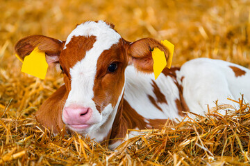 Close cute young calf lies in straw. calf lying in straw inside dairy farm in the barn. New born calf resting on straw bed