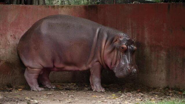 There is a large hippopotamus at the zoo in a spacious enclosure